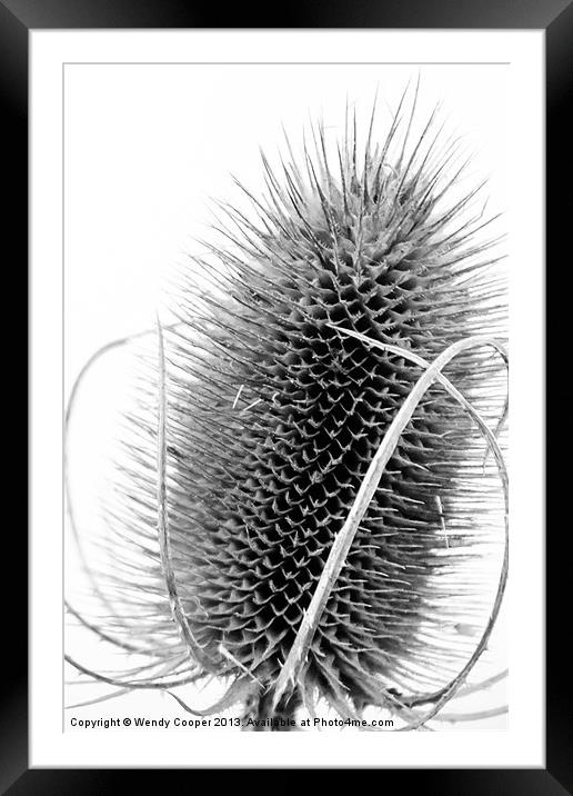 Teasel Study Framed Mounted Print by Wendy Cooper