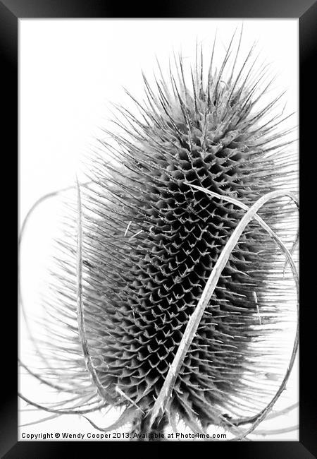 Teasel Study Framed Print by Wendy Cooper