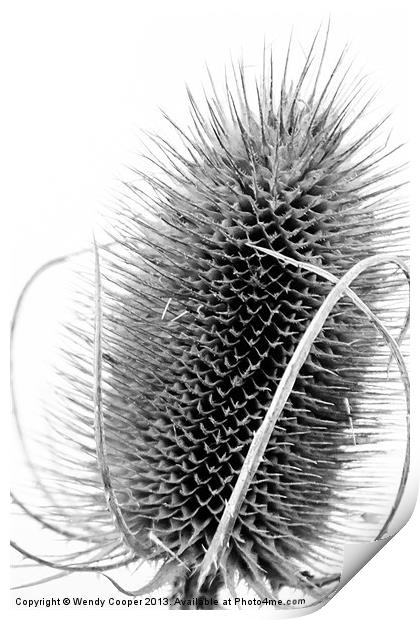 Teasel Study Print by Wendy Cooper