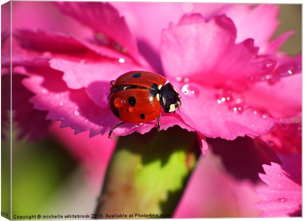 ladybird close up 9 Canvas Print by michelle whitebrook