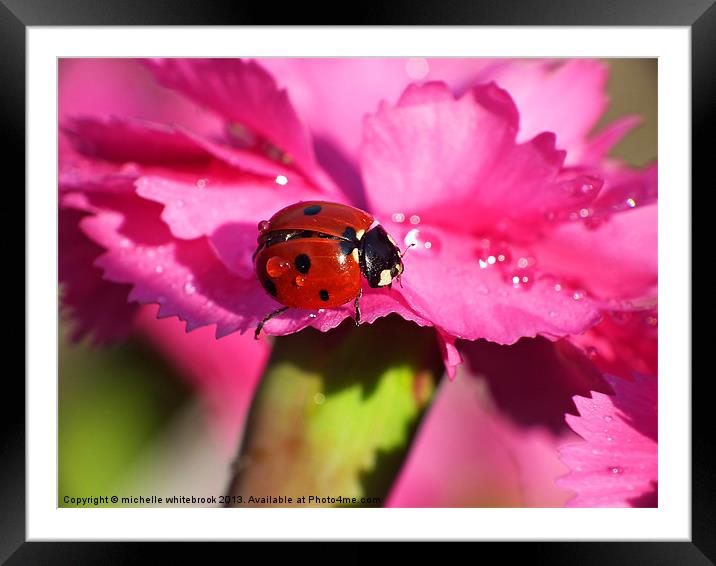 ladybird close up 9 Framed Mounted Print by michelle whitebrook