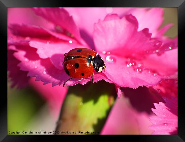 ladybird close up 9 Framed Print by michelle whitebrook