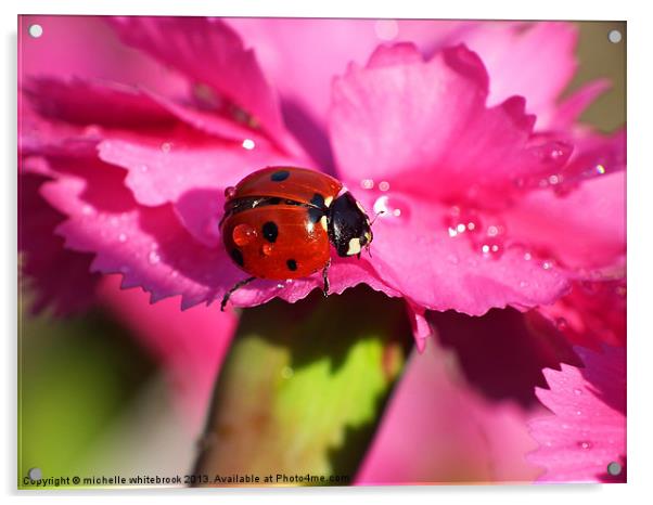 ladybird close up 9 Acrylic by michelle whitebrook