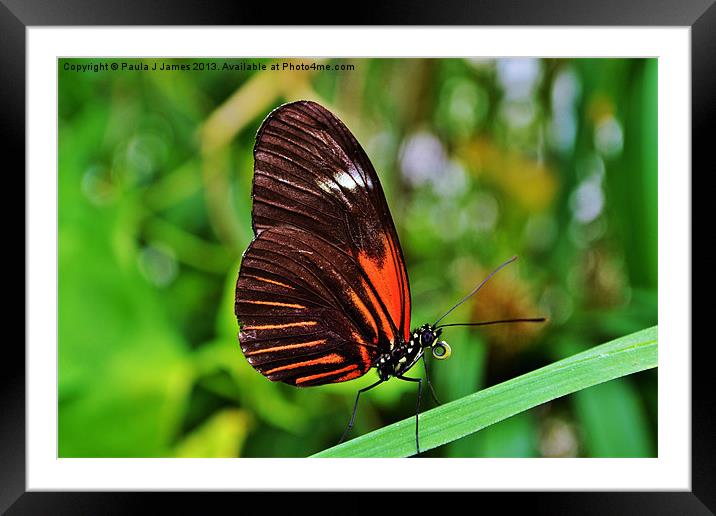 Postman Butterfly Framed Mounted Print by Paula J James