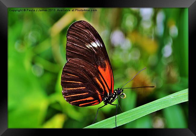 Postman Butterfly Framed Print by Paula J James