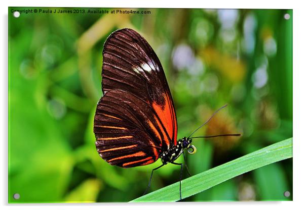 Postman Butterfly Acrylic by Paula J James
