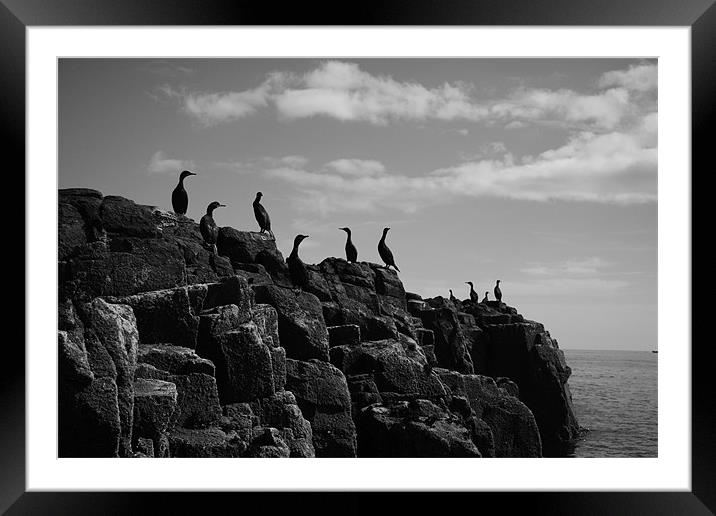 European Shag Farne Island Birds Framed Mounted Print by Jayne Elwell