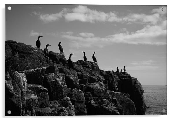 European Shag Farne Island Birds Acrylic by Jayne Elwell