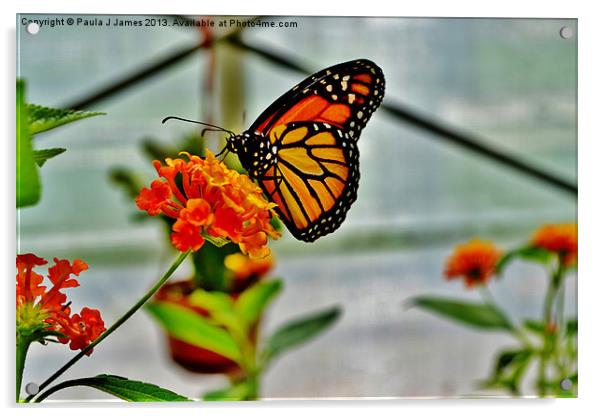 Monarch Butterfly Acrylic by Paula J James
