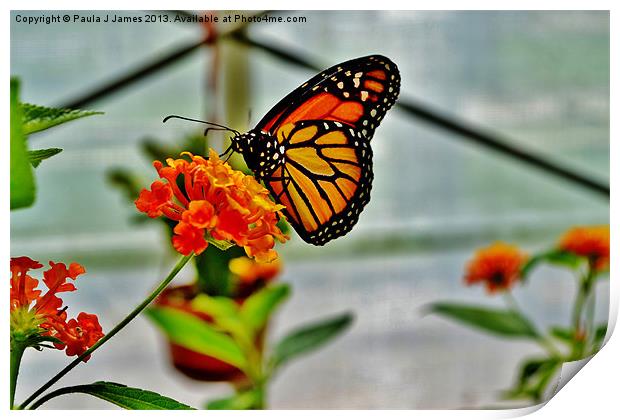 Monarch Butterfly Print by Paula J James