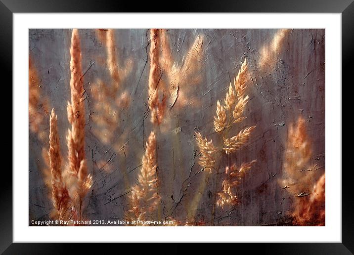 Grass Framed Mounted Print by Ray Pritchard