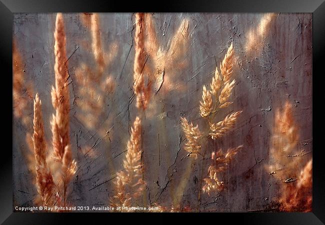 Grass Framed Print by Ray Pritchard