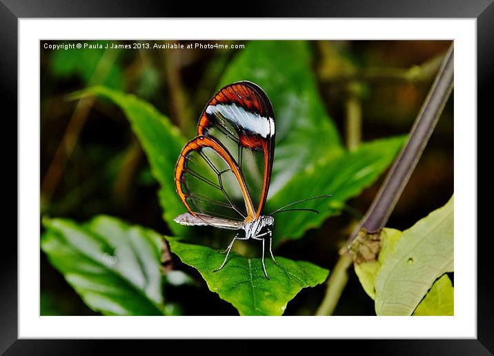 Glasswinged Butterfly Framed Mounted Print by Paula J James