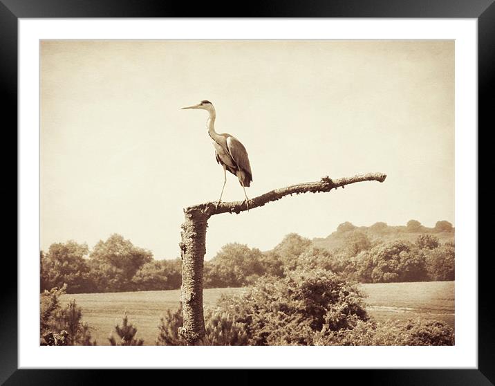 heron in sepia Framed Mounted Print by Heather Newton
