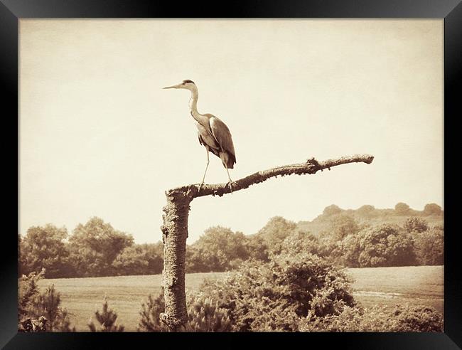 heron in sepia Framed Print by Heather Newton