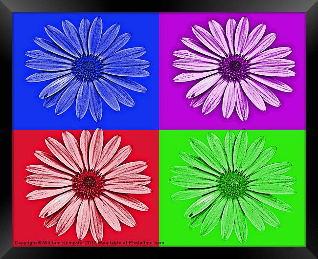 Osteospermum Flower digital art Framed Print by William Kempster