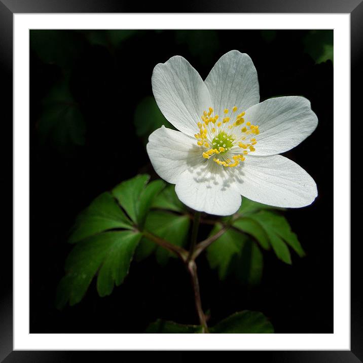 anemone nemorosa Framed Mounted Print by Heather Newton