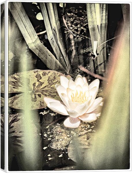 Water Lily Canvas Print by Fraser Hetherington