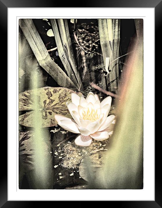 Water Lily Framed Mounted Print by Fraser Hetherington