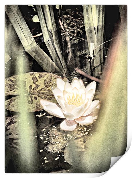 Water Lily Print by Fraser Hetherington