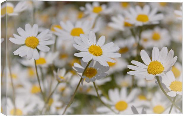 Daisies Canvas Print by Phil Clements