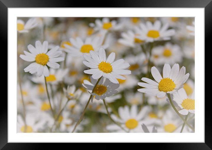 Daisies Framed Mounted Print by Phil Clements