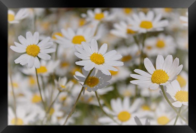 Daisies Framed Print by Phil Clements