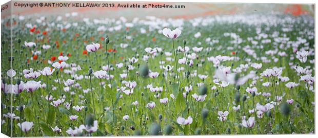 WHITE POPPIES Canvas Print by Anthony Kellaway