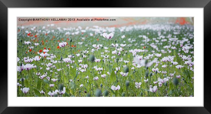 WHITE POPPIES Framed Mounted Print by Anthony Kellaway