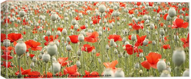 POPPIES GALORE Canvas Print by Anthony Kellaway