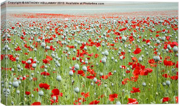 POPPIES EVERYWHERE Canvas Print by Anthony Kellaway
