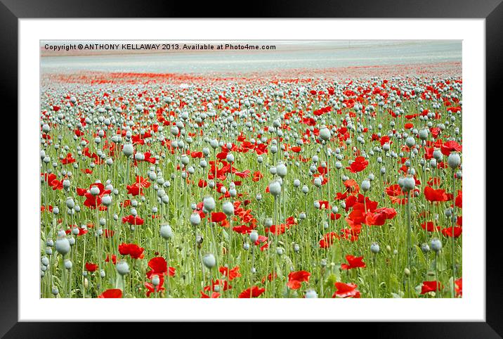 POPPIES EVERYWHERE Framed Mounted Print by Anthony Kellaway