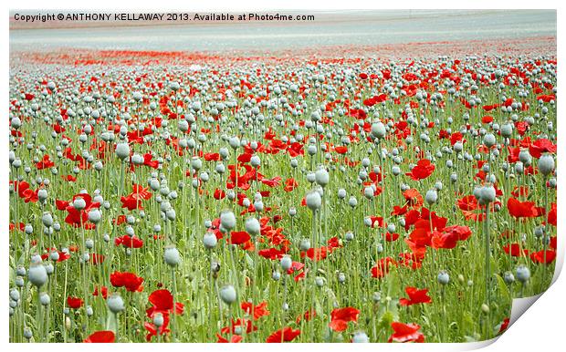 POPPIES EVERYWHERE Print by Anthony Kellaway