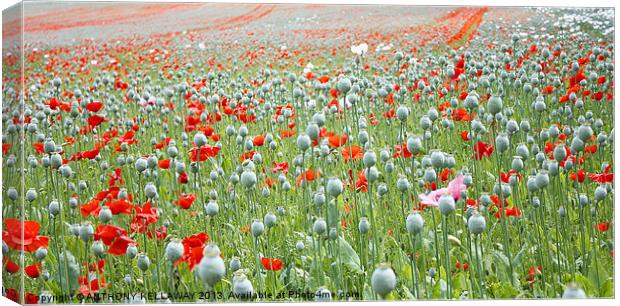 RED AND WHITE POPPY FIELD Canvas Print by Anthony Kellaway
