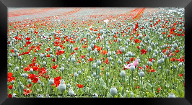 RED AND WHITE POPPY FIELD Framed Print by Anthony Kellaway