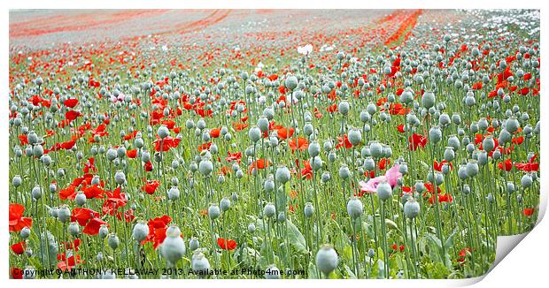 RED AND WHITE POPPY FIELD Print by Anthony Kellaway