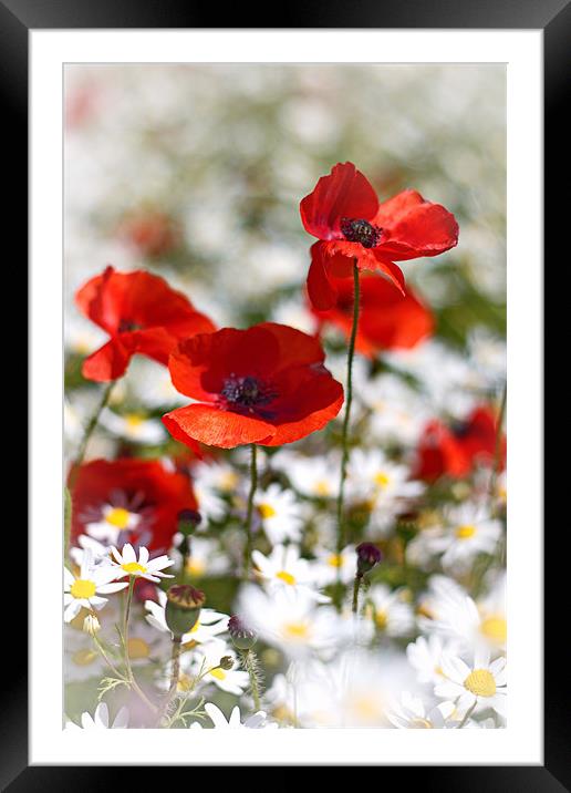 Poppies and Daisies Framed Mounted Print by Phil Clements
