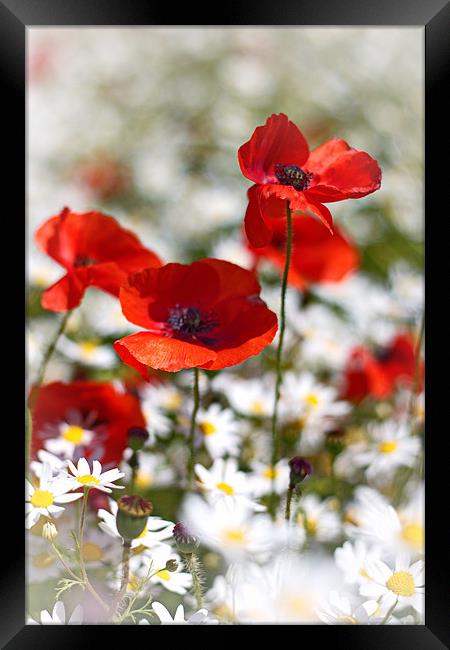 Poppies and Daisies Framed Print by Phil Clements