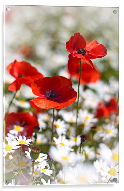 Poppies and Daisies Acrylic by Phil Clements