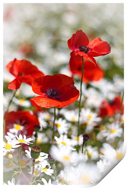Poppies and Daisies Print by Phil Clements