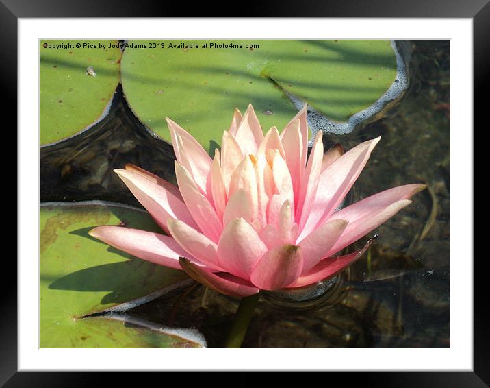 Pink Waterlily Framed Mounted Print by Pics by Jody Adams