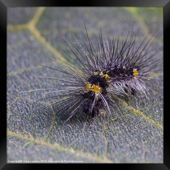 Hairy caterpillar on a leaf Framed Print by Craig Lapsley