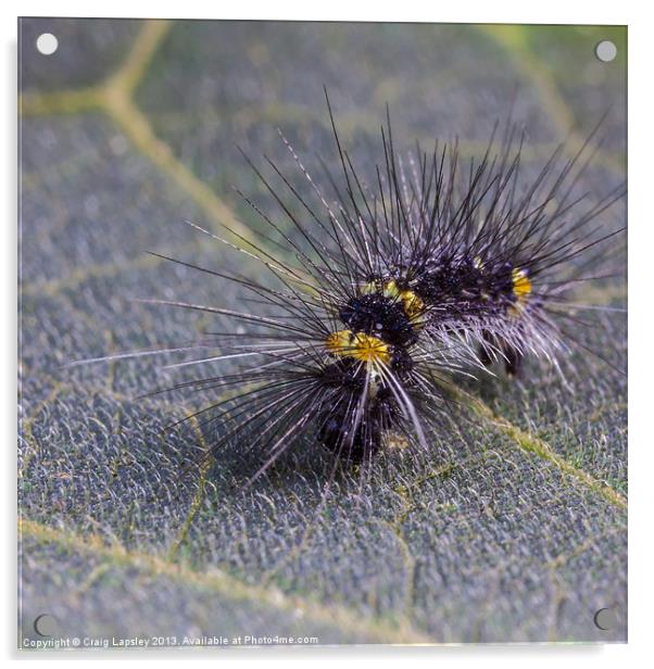 Hairy caterpillar on a leaf Acrylic by Craig Lapsley