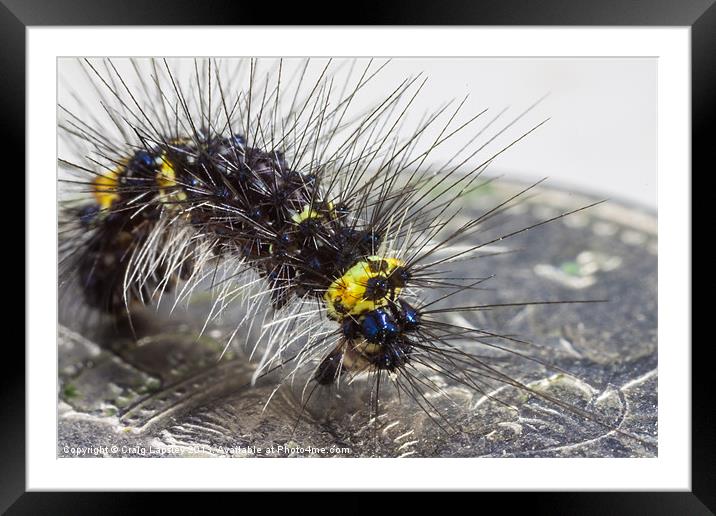 tiny hairy caterpillar on a 5p coin Framed Mounted Print by Craig Lapsley
