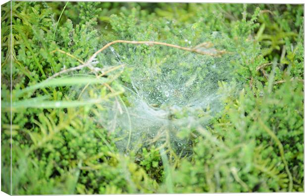 Morning dew on the spiders web Canvas Print by Gemma Shipley