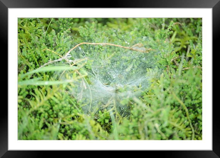 Morning dew on the spiders web Framed Mounted Print by Gemma Shipley