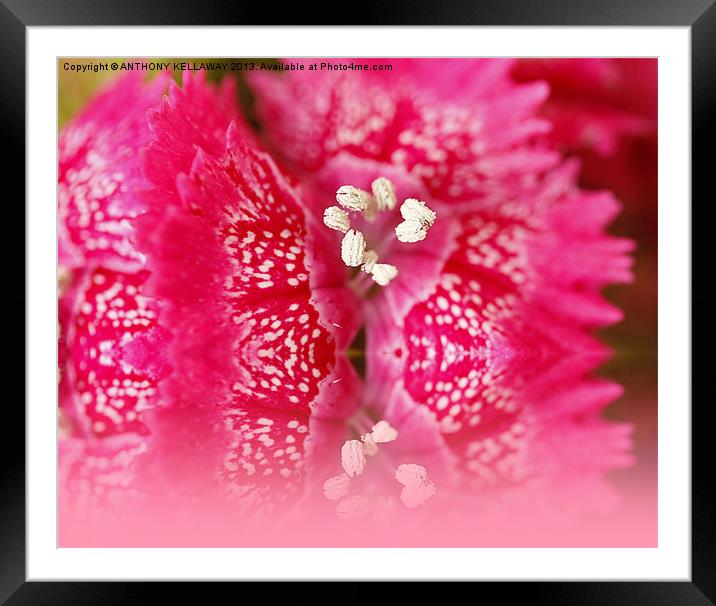 SWEET WILLIAM REFLECTIONS Framed Mounted Print by Anthony Kellaway