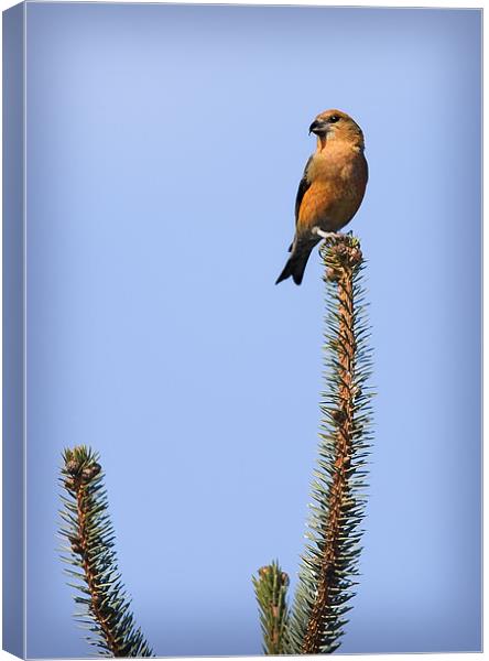 CROSSBILL Canvas Print by Anthony R Dudley (LRPS)