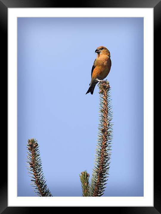 CROSSBILL Framed Mounted Print by Anthony R Dudley (LRPS)