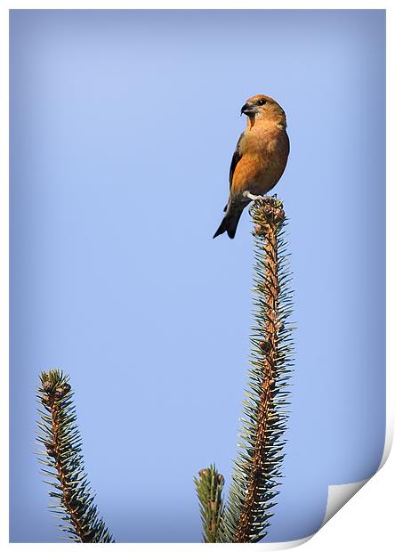 CROSSBILL Print by Anthony R Dudley (LRPS)